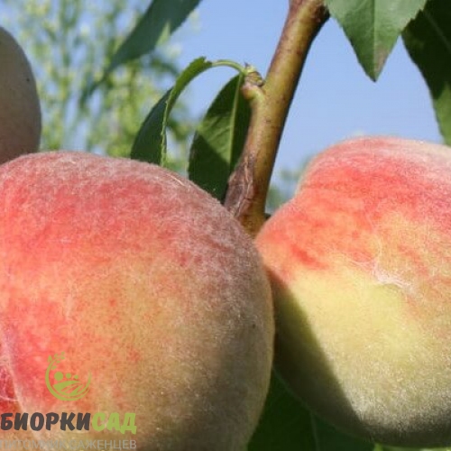 Купить саженцы персика Пушистый ранний в Москве и Подмосковье с доставкой